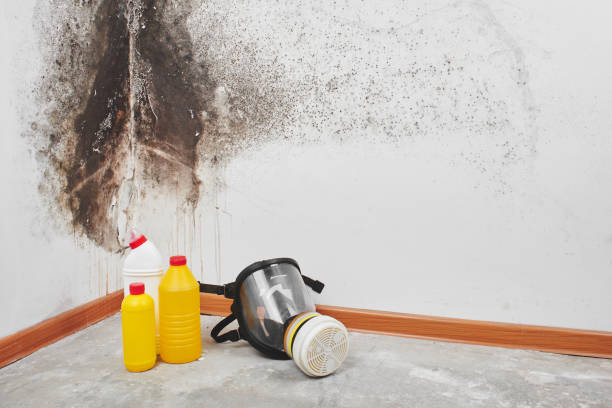 Best HVAC Mold Remediation in Algood, TN