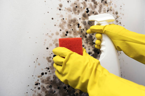 Best Basement Mold Remediation in Algood, TN