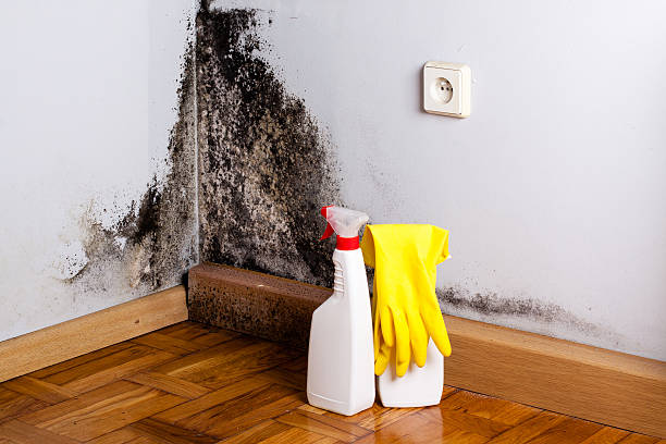 Best White Mold Remediation in Algood, TN