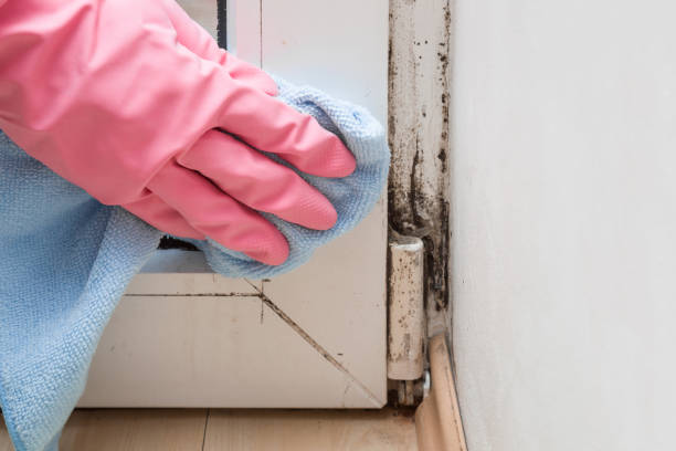 Best Residential Mold Remediation in Algood, TN